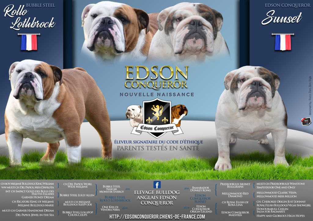 Edson Conqueror - Chiot disponible  - Bulldog Anglais