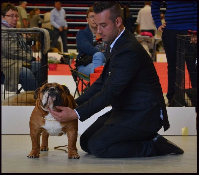 Edson Conqueror - Internationnal Dog Show Compiegne