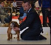  - Internationnal Dog Show Compiegne