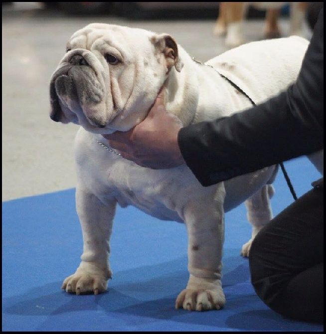Edson Conqueror - Internationnal Dog Show Metz 01-11-15