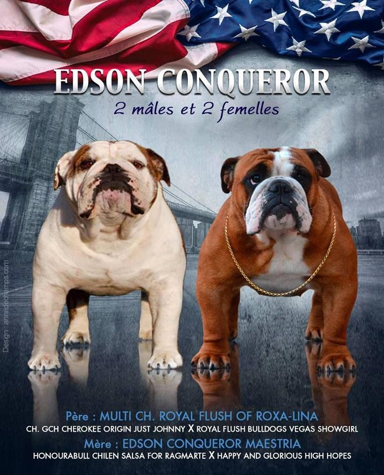 chiot Bulldog Anglais Edson Conqueror