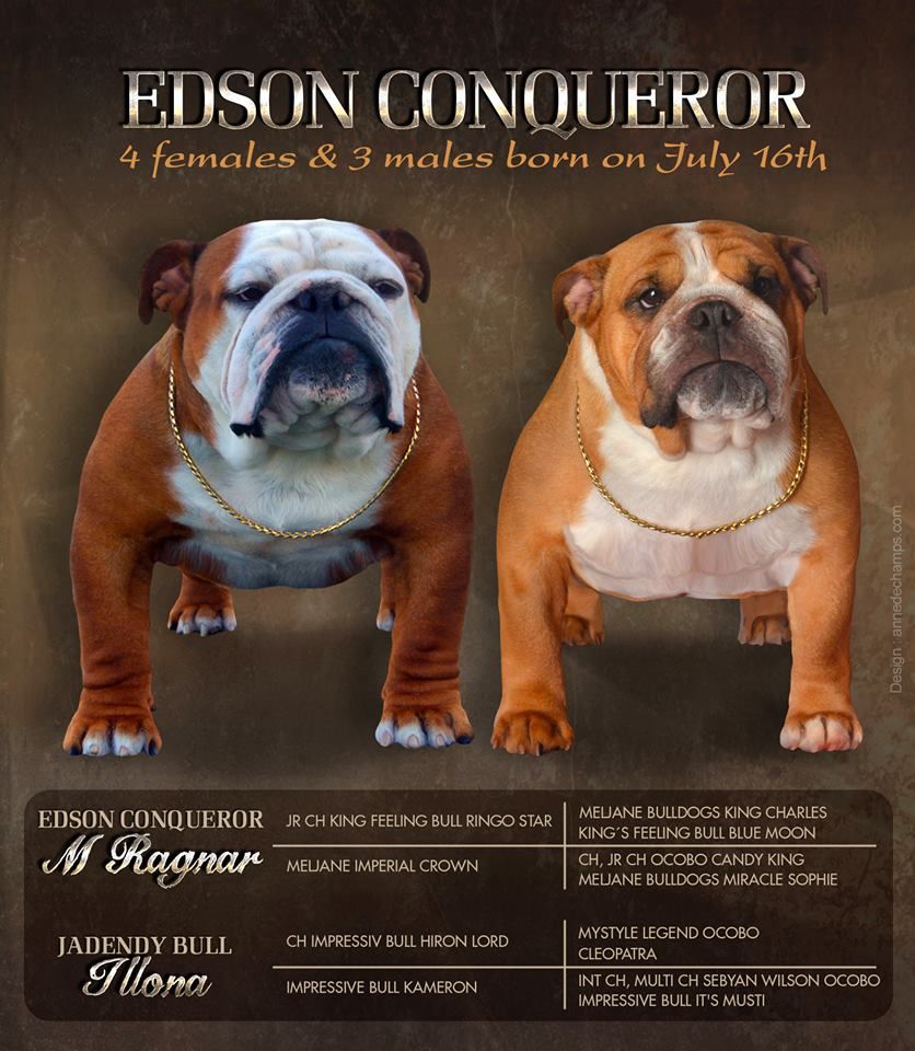 chiot Bulldog Anglais Edson Conqueror